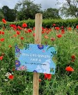 Wildflower area sign, near the Splash Park, Gadebridge Park